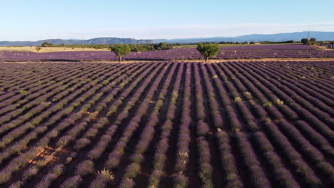 Plateau-de-Valensole-lavender-field-aerial-view