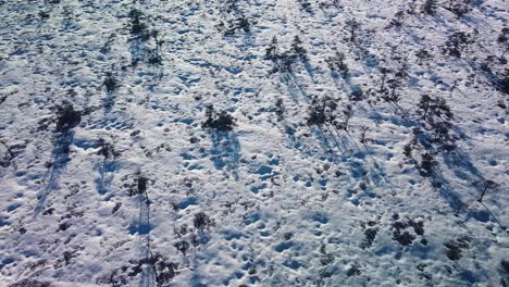 Aerial-birdseye-view-of-snowy-bog-landscape-with-hiking-trail-and-frozen-lakes-in-sunny-winter-day,-Dunika-peat-bog-,-wide-angle-drone-shot-moving-forward