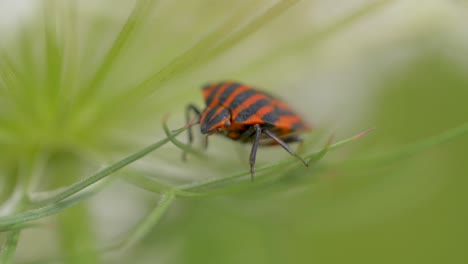 Macro-shot-of-orange-black-fire-bug-resting-on-plants-in-wilderness-during-windy-day