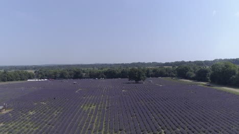 Rise-up-aerial-shot-over-a-lavender-field-in-Banstead,-Surrey,-in-England
