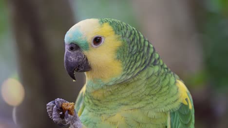 Makroaufnahme-Eines-Niedlichen-Amazonasvogels-Mit-Blauer-Front,-Der-In-Der-Wildnis-Einen-Snack-Isst,-4k