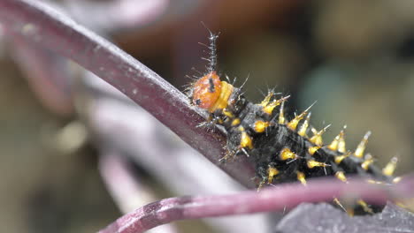 Extreme-macro-shot-of-wild-Nymphalis-Polychloros-Caterpillar-crawling-on-petiole-in-nature