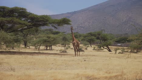 Isolierte-Alleinstehende-Giraffe-Inmitten-Der-Wunderschönen-Savannenlandschaft