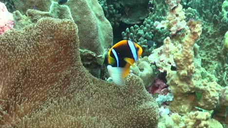Clarks-Anemonenfisch-Aus-Nächster-Nähe-In-Einer-Seeanemone-Am-Korallenriff