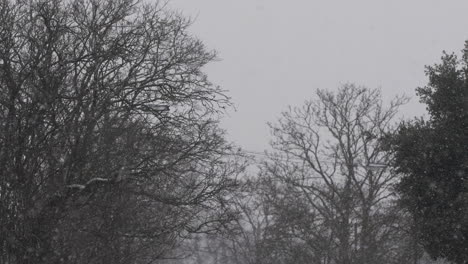 Nieve-Cayendo-Suavemente-Con-árboles-Desnudos-En-El-Fondo