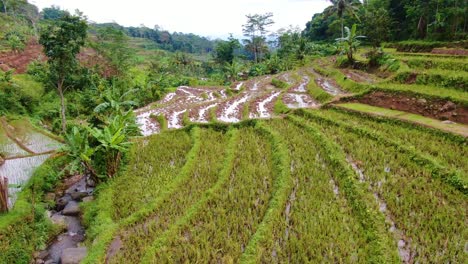Aerial-view-of-rice-terraces-in-Selogriyo-village,-Indonesia-after-harvest