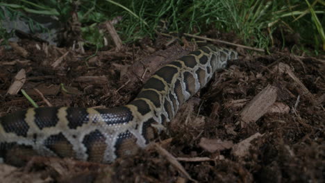 Burmese-python-baby-crawling-slithering-in-forest