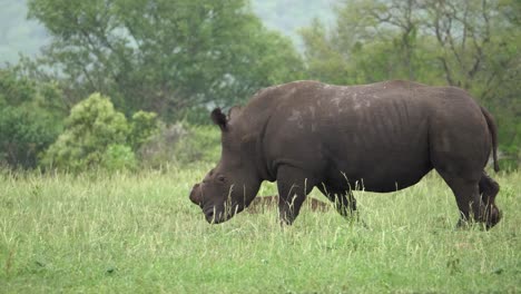 Wet,-dehorned-White-Rhino-walks-through-green-African-meadow-in-rain
