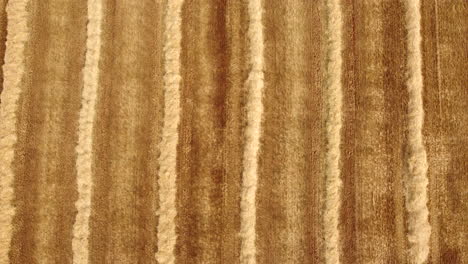 Harvested-grain-wheat-field-agriculture-farm-top-down-aerial-view