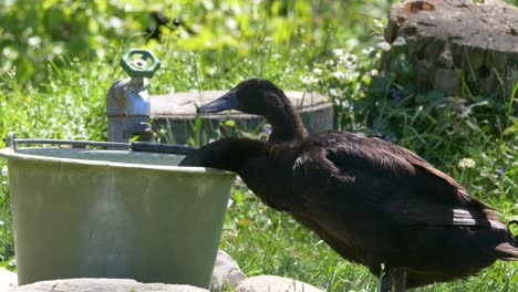 Wild-ducks-eating-and-drinking-from-bucket-on-farm-during-sunny-day-outdoors,4k-close-up-shot