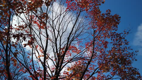 Wide-panning-shot-looking-up-at-a-red-maple-tree-against-the-blue-sky