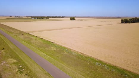 Aerial-View-Over-Golden-Wheat-Field-In-Summer---drone-shot