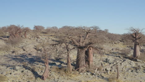 Scenery-Of-Baobab-Trees-At-Parched-Island-Near-Makgadikgadi-Pan-Area-Of-Botswana