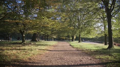 Slow-dolly-forward-shot-through-wide-manicured-tree-lined-path-at-sunset