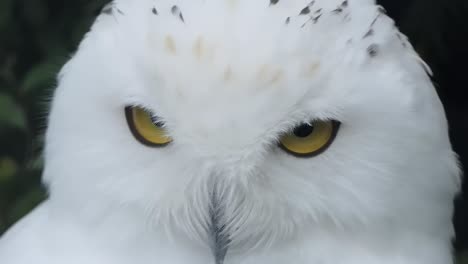 Close-up-of-the-head-of-a-snowy-owl-also-known-as-the-polar-owl,-the-white-owl-and-the-Arctic-owl