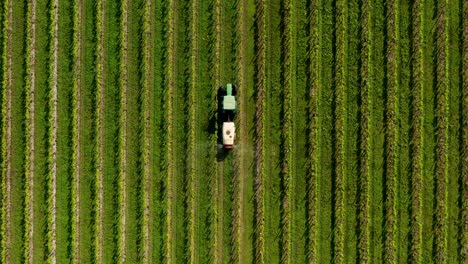 Directly-above-tractor-machinery-spraying-fertlizer-on-vineyard-in-Italy
