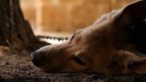 Close-Up-Of-German-Shepherd-Dog-Laying-On-Floor-Relaxing