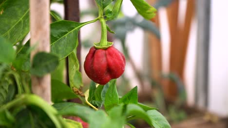 Pimiento-Rojo-Orgánico-Colgando-De-Una-Planta-De-Arbustos-Que-Crece-En-Invernadero