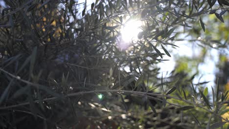 Sun-shining-through-olive-tree-leaf-branches-and-sunflairs