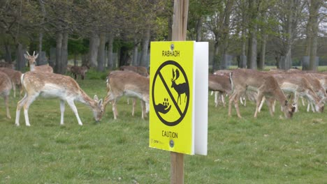 Wildlife-fallow-deers-grazing-in-herd-at-Phoenix-park-Dublin