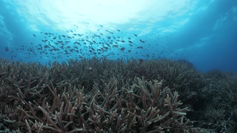 Sonne-Hinter-Einem-Fischschwarm,-Der-über-Den-Zweigen-Eines-Mit-Hirschgeweihen-Bedeckten-Korallenriffs-Im-Tropisch-Blauen-Wasser-Schwimmt