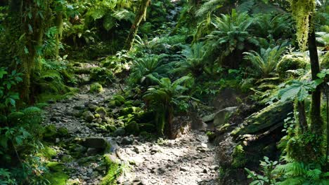 Mujer-Rubia-Caminando-Por-Un-Camino-Rocoso-Rodeado-De-Plantas-Verdes-De-La-Jungla-Y-Helechos-En-Verano---Parque-Nacional-Fiordland,-Nueva-Zelanda