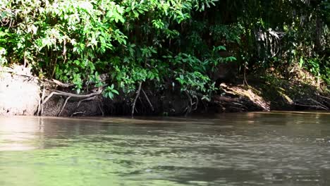 Flussboot-Fährt-Entlang-Eines-Ruhigen-Braunen-Flusses-Durch-Den-Dschungel-Mittelamerikas