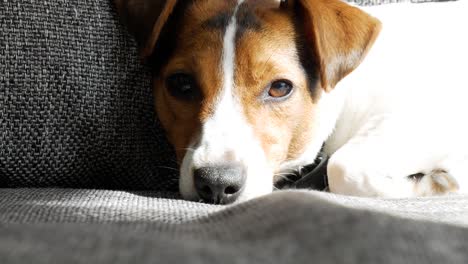 Jack-Russell-terrier-jumps-out-of-sleep-when-hear-strange-noises,-close-up