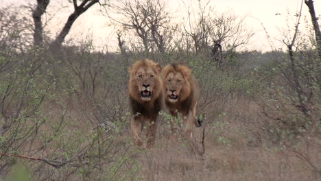 Two-large-male-lions-moving-confidently-through-the-African-wilderness-together