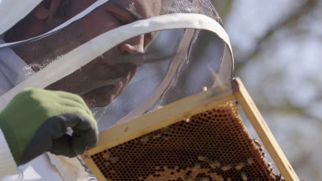 BEEKEEPING---Beekeeper-inspecting-a-frame-in-an-apiary,-low-angle-close-up