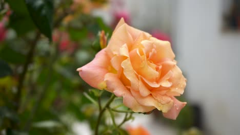 Closeup-Of-Beautiful-Peach-Rose-Flower-Blooming-In-The-Garden