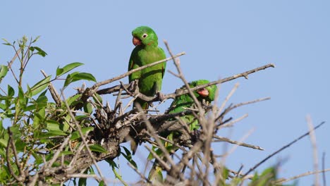 Close-up-shot-of-two-love-birds-kissing-each-other-by-touching-their-beaks-together,-white-eyed-parakeet,-psittacara-leucophthalmus-displaying-courtship-behavior-on-top-of-the-tree-during-daytime