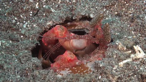 Spearing-Mantis-shrimp-close-up-moving-eyes