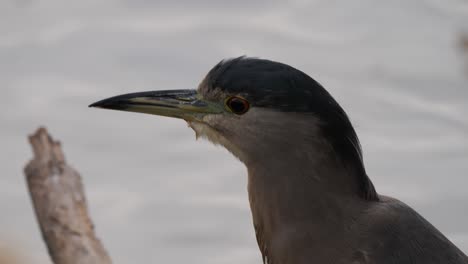 A-closeup-of-a-black-crowned-heron-with-rippling-water
