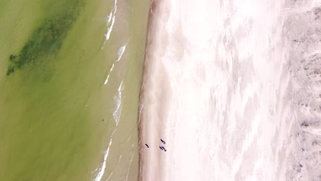 People-walking-on-sandy-beach-near-Baltic-sea,-top-down-aerial-view