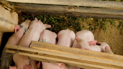 Overhead-view-of-piglets-huddling-together-in-the-cold,-farmyard