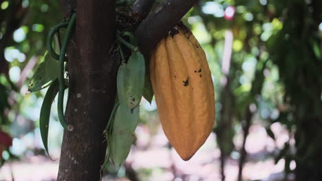Close-up-track-shot-of-yellow-cacao-fruit-growing-on-tropical-tree-during-sunny-day,Hawaii