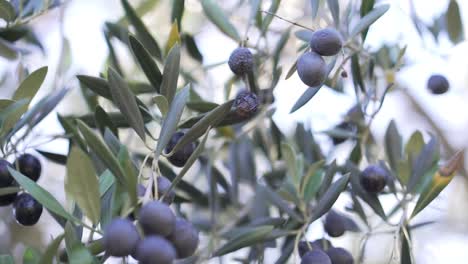 Cinematic-Close-Up-of-Olive-at-Olive-Grove-with-Bokeh