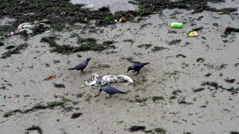 Crows-eating-a-dead-fish-at-the-Changi-Beach-Singapore