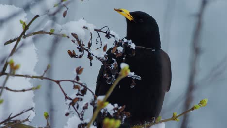 A-jackdaw-bites-off-a-leaf-from-a-tree-covered-in-snow
