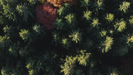 Slow-flight-over-autumn-colored-trees-in-4K-as-top-down-aerial-view