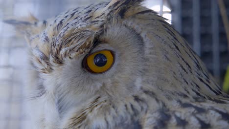 Close-up-of-orange-eye-of-Siberian-eagle-owl-in-cage