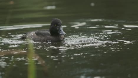 Black-tufted-duck-shaking-off-water-slow-motion