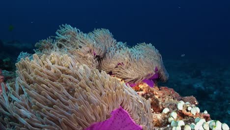 Lila-Seeanemone-Schwankt-In-Der-Strömung-Am-Korallenriff-Auf-Den-Malediven