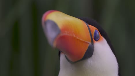 Macro-head-shot-of-a-wild-and-curious-toco-toucan
