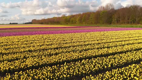 Dutch-tulip-fields-growing-in-Netherlands-countryside,-4k-colourful-landscape