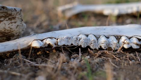 Animal-carcass-stripped-to-the-bones-discarded-on-ground