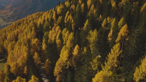 Filmischer-Luftflug-über-üppig-Gefärbte-Kiefern,-Die-In-Den-Sextner-Dolomiten-In-Italien-Wachsen-–-Wunderschöne-Berglandschaft-Mit-Goldenen-Und-Gelben-Farben-Bei-Sonnenuntergang