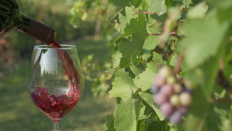 Pouring-red-wine-in-vine-grapes-vineyards-at-slow-motion