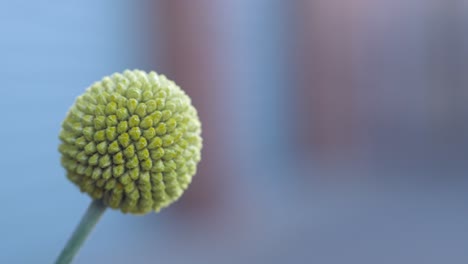 Spherical-Florets-Of-A-Yellow-Billy-Button-Plant,-CLOSE-UP
